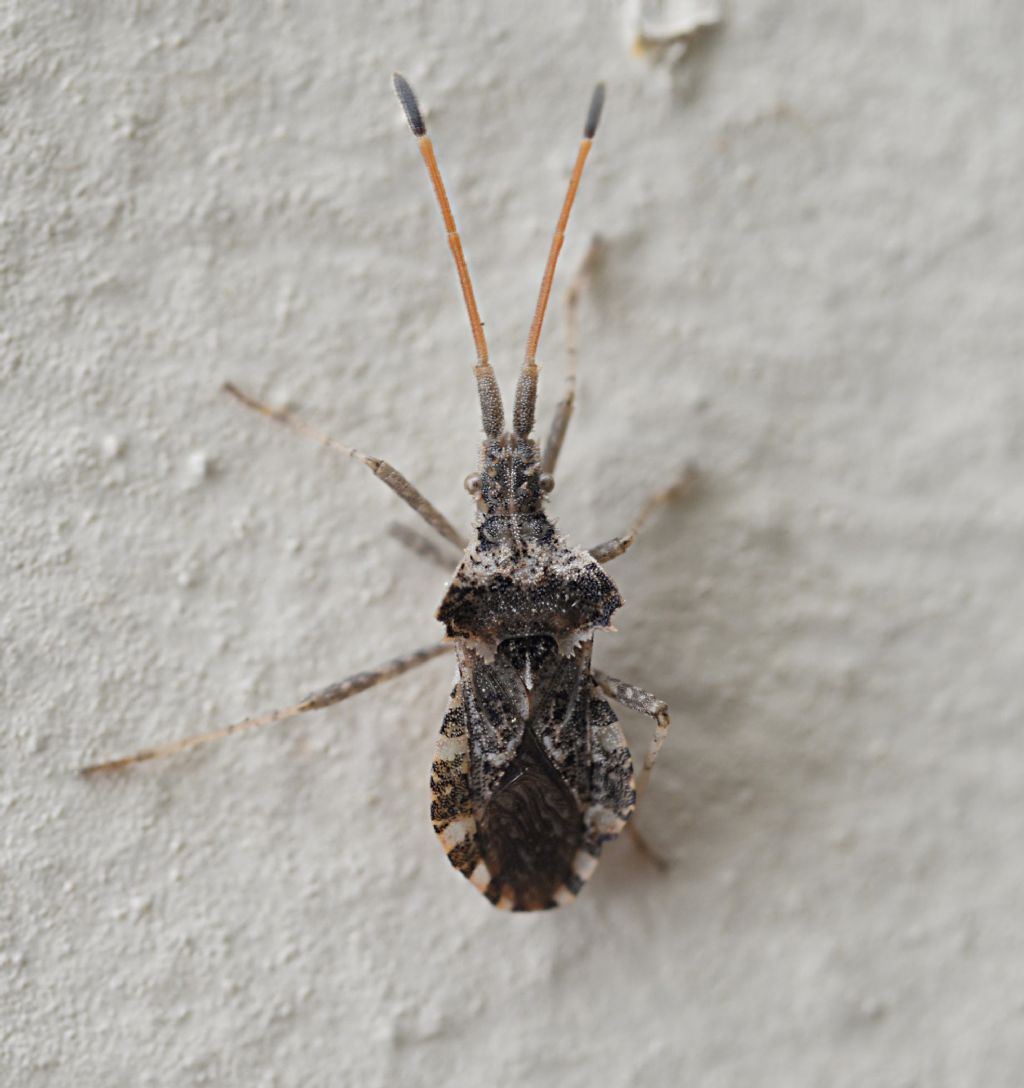 Coreidae: Centrocoris spiniger